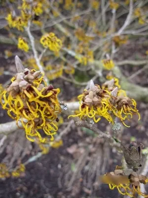 Produktbild von Hamamelis intermedia Allgold - Zaubernuss - 40-60