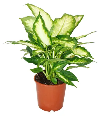 Produktbild von Dieffenbachia - Zimmerpflanzen - Topfpflanze für Anfänger 17cm Topf