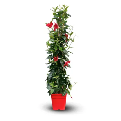Image de Dipladenia pyramide - plante fleurie - ↕ 100-110 cm - ⌀ 17 cm - plante d'intérieur & extérieur - fleur rouge