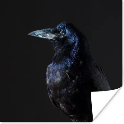 Produktbild von MuchoWow® Poster Vogel - Tiere - Schwarz 75x75 cm - Wand Dekoration