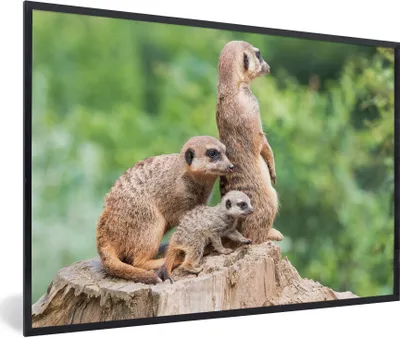 Produktbild von MuchoWow® MuchoWow® Gerahmtes Poster Erdmännchen - Baumstumpf - Jungtier 90x60 cm - Poster mit zchwarzem Bilderrahmen - Fotorahmen - Foto-Plakat