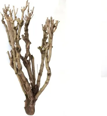 Produktbild von Flieder Holz groß, Länge ca. 80cm | Dekoholz