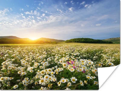 Produktbild von MuchoWow® Poster Gänseblümchen - Sonne - Frühling 80x60 cm - Kunst für zu Hause