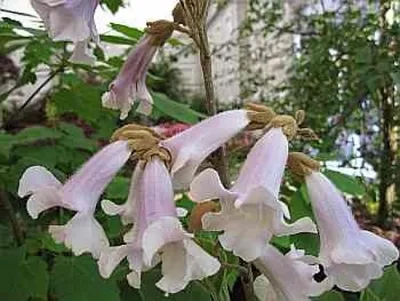 Produktbild von Paulownia tomentosa - Blauglockenbaum - Kaiser-Paulownie - KLIMAWUNDER  100-125cm