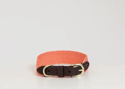 Image de Kentucky Dogwear Jacquard Collier de chien