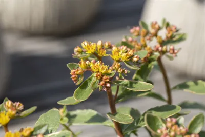 Produktbild von Sedum kamtschaticum 'Variegatum', Fetthenne, buntlaubig, ca. 9x9 cm Topf