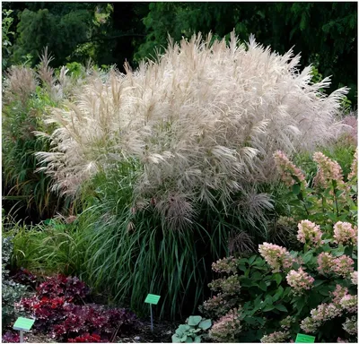 Produktbild von Stauden Gänge 5 x Miscanthus sinensis 'Verneigung' im 1 Liter Topf - Weißes Chinaschilf - Eleganz, die sich sanft im Wind bewegt - Winterhart