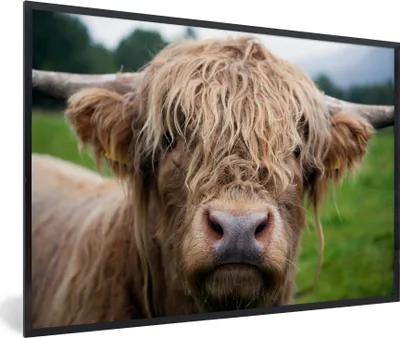 Produktbild von MuchoWow® MuchoWow® Gerahmtes Poster Schottische Hochlandrind - Gras - Wald 90x60 cm - Poster mit zchwarzem Bilderrahmen - Fotorahmen - Foto-Plakat