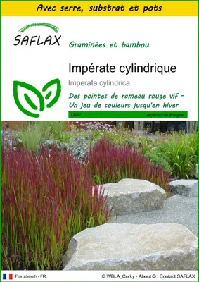 Image de SAFLAX Ensemble de culture - Impérate cylindrique - 50 graines - Imperata