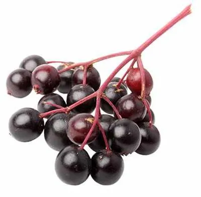 Produktbild von Großfrüchtiger Holunder Korsor - Sambucus nigra 'Korsor' ca. 60 cm