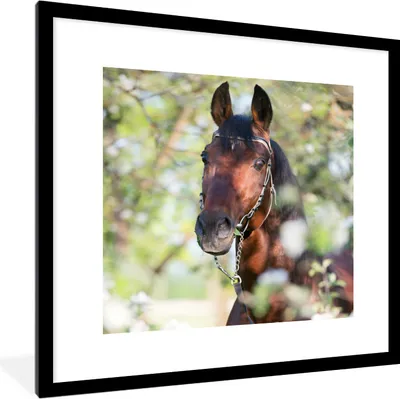 Produktbild von MuchoWow® Gerahmtes Poster Pferde - Blüte - Frühling - Tiere 40x40 cm - Poster mit Schwarzem Bilderrahmen Wandposter Rahmen Foto Bilder - Poster - Plakat im Rahmen