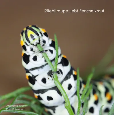 Produktbild von Rüebliraupe liebt Fenchelkraut