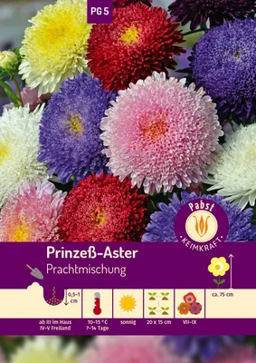 Produktbild von Prinzeß - Aster Prachtmischung | Asternsamen von Carl Pabst