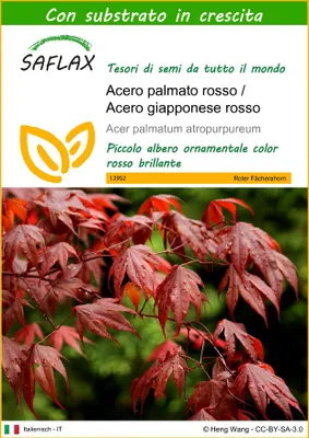 Immagine prodotto di SAFLAX  - Acero palmato rosso / Acero giapponese rosso  - 20 semi - Con substrato - Acer