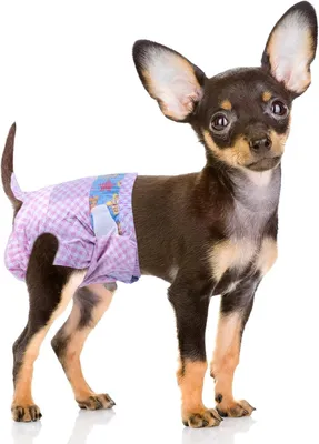 Imagen del producto de Pañales desechables para perros con indicador de humedad, ajustables, paquete de 10 unidades, para perros y gatos pequeños