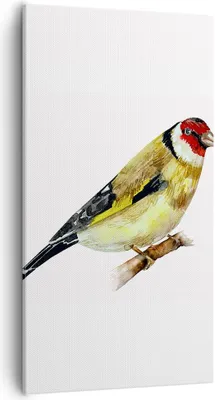 Produktbild von Bild auf Leinwand - Leinwandbild - Einteilig - Stieglitz Vogel Aquarell - 55x100cm - Wand Bild - Wanddeko - Wandbilder - Leinwanddruck - Bilder - Wanddekoration - Leinwand bilder - PA55x100-4179