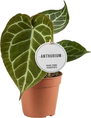 Immagine prodotto di Anthurium Crystallinum, pianta da appartamento Ø12cm, altezza 20cm, foglie
