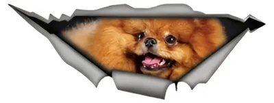 Productafbeelding van Pomeranian auto- en decoratiesticker 15 cm