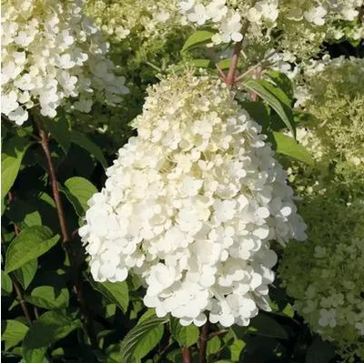 Obrázek produktu pro Hortenzie latnatá FloraSelf Hydrangea paniculata 'Bobo'® 50-60 cm květináč 6 l