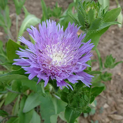 Image de 6 x Corflumenaster - Stokesia laevis | Pot 9cm x 9cm