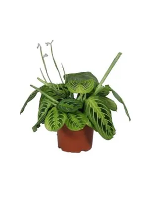Immagine prodotto di Maranta leuconeura Lemon Lime 1° 30 cm