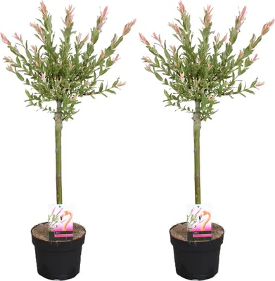 Produktbild von Bloomique - 2er Set - Salix Flamingo - Harlekinweide - Winterharte Balkonpflanzen - Gartenpflanzen Winterhart - Höhe 60-80 cm - Topf 17 cm