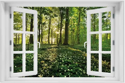 Produktbild von Wallario Wandbild mit Fenster-Illusion: Waldanemonen und Sonnenstrahlen im Wald, Größe: 61 x 91,5 cm, Poster mit weißem Aluminiumrahmen