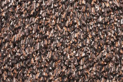Image de Hamat paillasson Aqua Stop lavable 50x80cm brown