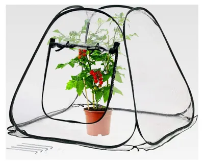 Produktbild von Pflanzenschutz: Kompaktes Pop-Up-Gewächshaus, transparent, universell, 80 x 70 x 80 cm