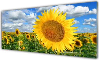 Produktbild von Acrylglasbilder 125x50 Wandbild Druck Sonnenblumen Pflanzen