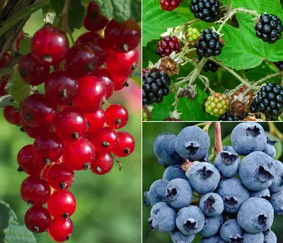 Produktbild von Dehner Bio Pflanzenset Kleiner Obstgarten, 3er Set mit 1 x Rote Johannisbeere, 1 x Heidelbeere, 1 x Brombeere, je 40-50 cm, Ø Topf je 13 cm, Beerenstrauch
