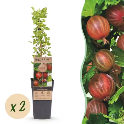 Zdjęcie produktu dla Ribes uva-crispa Hinnonmäki Röd - Agrest - Odporny - Czerwone jagody - 2 rośliny - 40-50cm - Ø15cm - Roślina ogrodowa