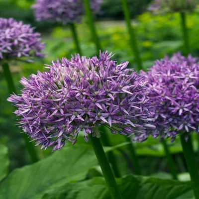 Obrázok produktu pre Cibuľky kvetov Cibuľky Okrasný pór Allium Dutchman 1 ks.