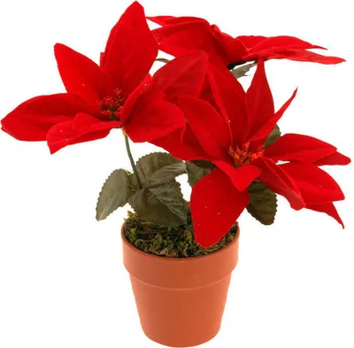 Zdjęcie produktu dla Sztuczna gwiazda betlejemska, 22 cm