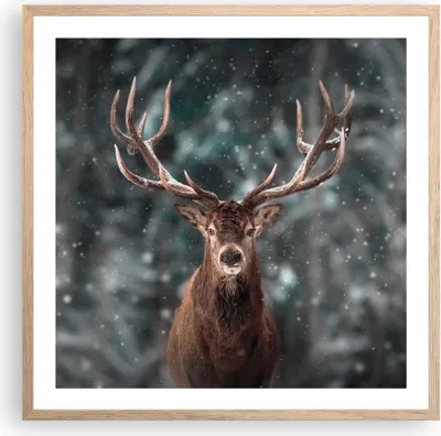 Produktbild von Gerahmtes Poster - Rahmen in heller Eiche - Hirsch Hirsch Winter - 60x60 cm - Wand Bild - Wanddeko - Wandbilder - Kunstposter - Wandposter - Bilderrahmen - Bilder - Kunstdruck - P2NAC60x60-4998