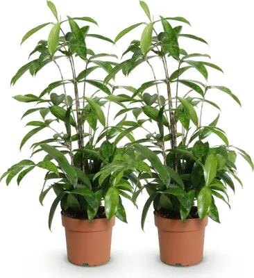 Image de Dracaena surculosa 2 - Dracaena facile d'entretien - 60-70 cm - Pot en céramique élégant de 17 cm