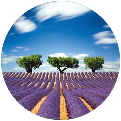 Produktbild von Wallario Premium Glasbild, freischwebende Optik, kräftige Farben, rund 50cm Durchmesser, Motiv Abstraktes lila Blumenfeld mit Lavendel