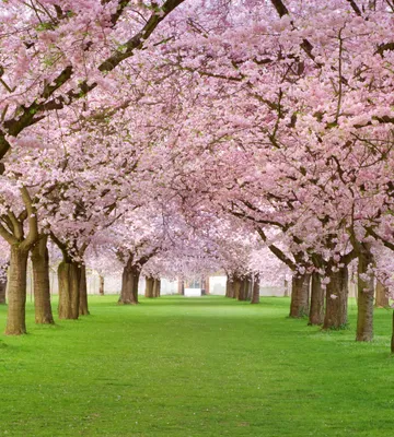 Produktbild von Fototapete - Cherry Trees 225x250cm - Vliestapete