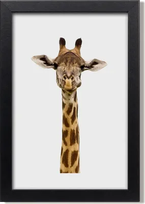 Produktbild von Bild 20x30 MDF-Rahmen, Wandkunst Giraffe