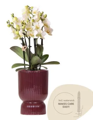 Produktbild von Kolibri Orchids | Weiße Lausanne Orchidee + roter Diabolo Übertopf | inkl. Gießdocht | Ø9cm | blühende Zimmerpflanze – frisch vom Züchter