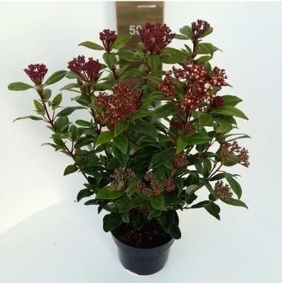 Produktbild von Viburnum tinus 'Spirit'® ('anvi'®) - Lorbeer-Schneeball Spirit 25- 30 cm - Container