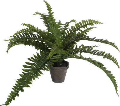 Obrázok produktu pre Sľudové dekorácie Bostonská umelá rastlina v kvetináči Stan - H35 x Ø45 cm - zelená