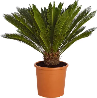Produktbild von Dehner Sagopalmfarn, Cycas revoluta, palmenartige Urpflanze, 35-40 cm inkl. Pflanztopf, Ø Topf 12 cm, Zimmerpflanze