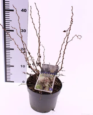 A potted plant with a ruler for scale, against a white background.
