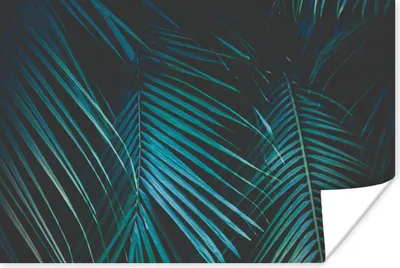 Produktbild von MuchoWow® Poster Palme - Palmenbaum - Tropisch 120x80 cm - Bilder