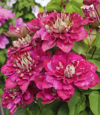 Produktbild von BALDUR Garten 1x Clematis 'Hot Kisses®', Pflanze im 9x9 cm-Topf, große gefüllte Blüten, reichblühend mit Farbspiel, Blickfang am Spalier & Zaun, mehrjährig, winterhart & pflegeleicht