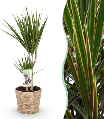 Produktbild von Green boutiQ - Zimmerpflanzen - Dracaena Marginata - Drachenbaum - Wenig Pflege - mit Korb - Grün - 1 Pflanze - Topf 17cm - Höhe 70-80cm
