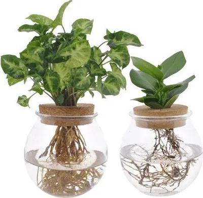 Produktbild von Clusia & Syngonium Pflanzenset im Kugelglas – Hydroponie Zimmerpflanzen – 2 Pflanzen – Ø12cm – Höhe ca. 30cm – moderne Glasdeko mit Grünpflanzen für Wohnzimmer, Büro & Geschenkideen