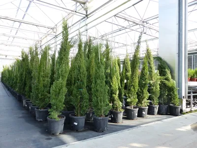 Produktbild von 10x Totem 150 - 170 cm Toskana Zypresse Mittelmeerzypresse Säule winterhart