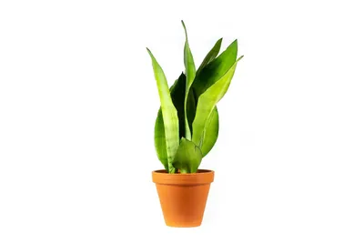 Obrázok produktu pre Gardners Sansevieria trifasciata Moonshine, priemer 12 cm